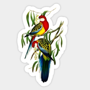 Rose-hill Parakeet illustration Sticker